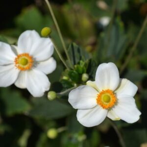 Jätkusuutlik Dorseti aiast inspireeritud peenar iluõunapuudega